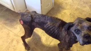 Patches Wags his Nubbie