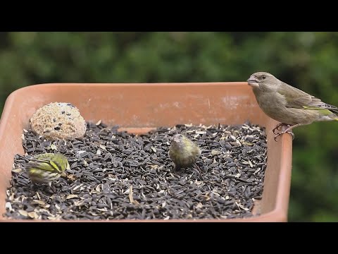 Budai Híradó 2026. január 21.