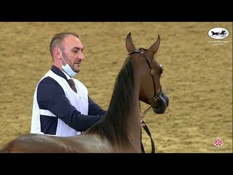 N 9 NAJDAH AL NASSER   Doha International Arabian Horse Show 2022   Yearling Fillies Class 1A