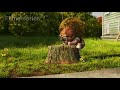 Up Altas Aventuras Episódio 2
