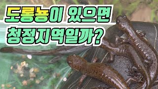 도롱뇽이 있다면 그곳은 청정지역?  / YTN 사이언스