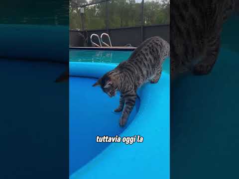 La ragazza cerca un modo per fare il bagno al gatto che ha paura dell'acqua