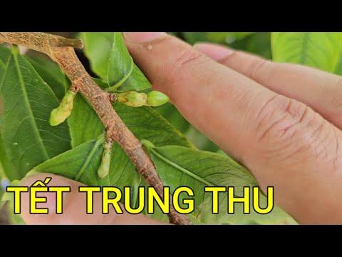 🔴 QBS23456 - MID-AUTUMN FESTIVAL AND NORTHERN APRICOT BUDS BLOOMING IN THE WIND | NORTHERN APRICO...