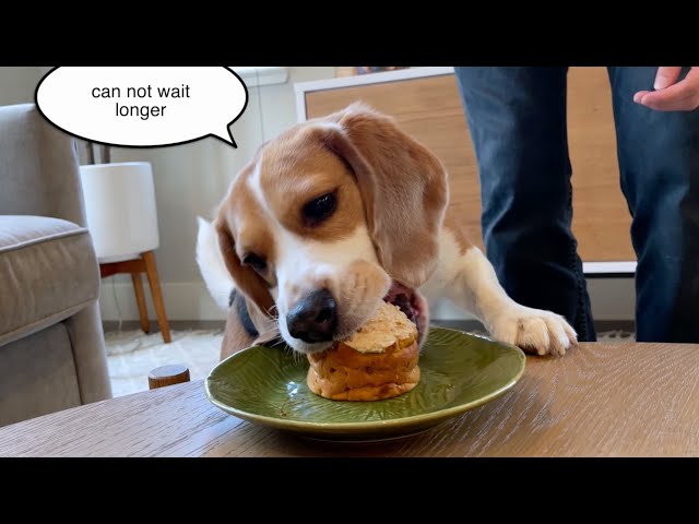 英語のBeagleのビデオ発音