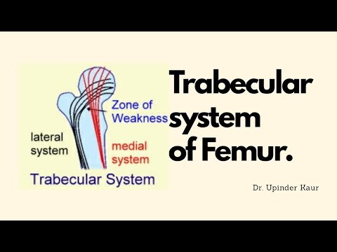 Trabecular system of Femur