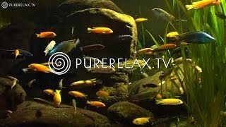 Nature Videos - Wellness, Relaxing, Spiritually & Dreaming - UNDER WATER WORLD
