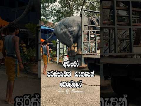 Whoa, be careful getting down, boys😲😲😲 #trending #viral #shorts #love #india #wildlife #animals #fyp