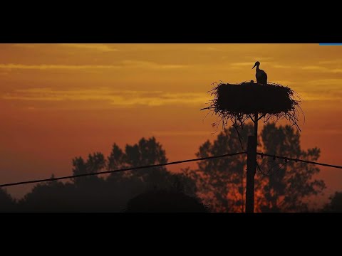 Bocian biały-film przyrodniczy