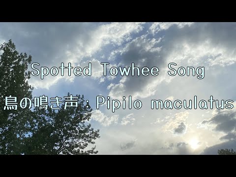 Strnádlik škvrnitý (Pipilo maculatus) — správanie, biotop a hlas