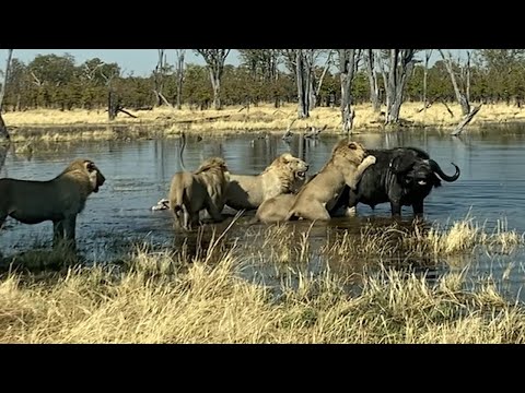 Compass Media and Wild Sightings