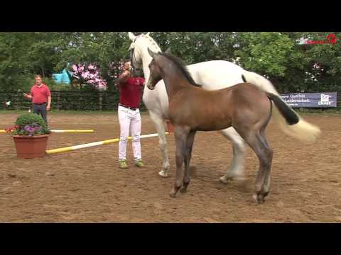 Stutfohlen von Livello