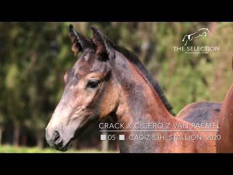 🔅05 🔅CADIZ SJH🔅🔅 CRACK X CICERO Z VAN PAEMEL X HEARTBREAKER. STALLION 2020
