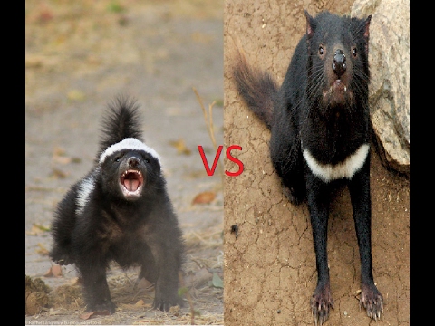 Honey Badger vs Tasmanian Devil