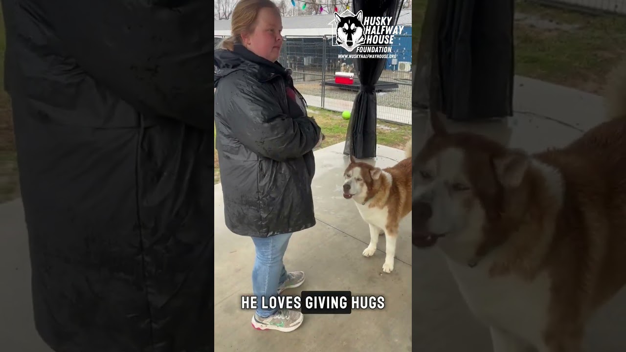 Enlarge Bobbi, a Adoptable Husky in Eufaula, OK video 6/6