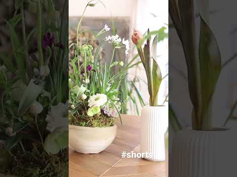 コモンボールフラワー 植物
