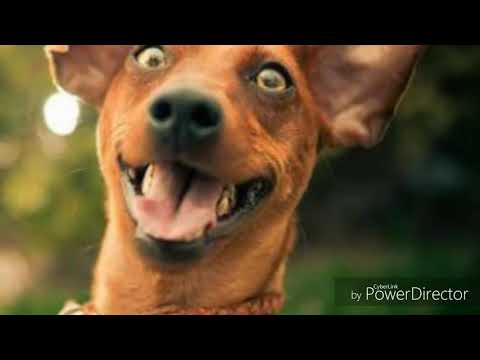 OLHA O CACHORRINHO FDP (remix)