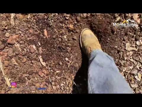 OPORTUNIDADE/ 41 ALQUEIRES/ R$ 100 MIL POR ALQUEIRES - TOCANTINS PIUM/PECUARIA E LAVOURA