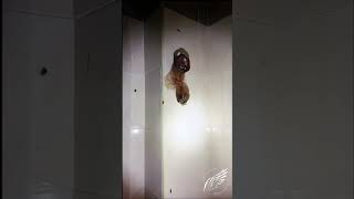 Download lagu ABANDONED HOTEL | DUO | Kerilthevampire mp3