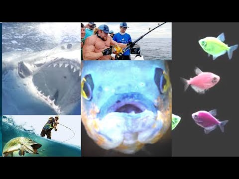 Amazing Fastest Giant Bluefin Tuna and Swordfish Fishing skill - Most Satisfying Sea Fishing Videos!