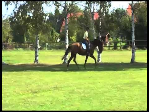 Balestera, 3jährige Stute von Balesteros, Belissimo M