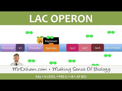 Gene expression and the lac operon - Post 16 Biology (A Level, Pre-U, IB, AP Bio)