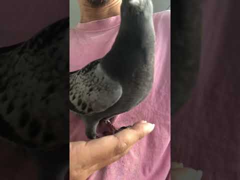 鳩が庭やバルコニーの植木鉢に卵を産まないようにするための 5 つ以上のヒント  庭園