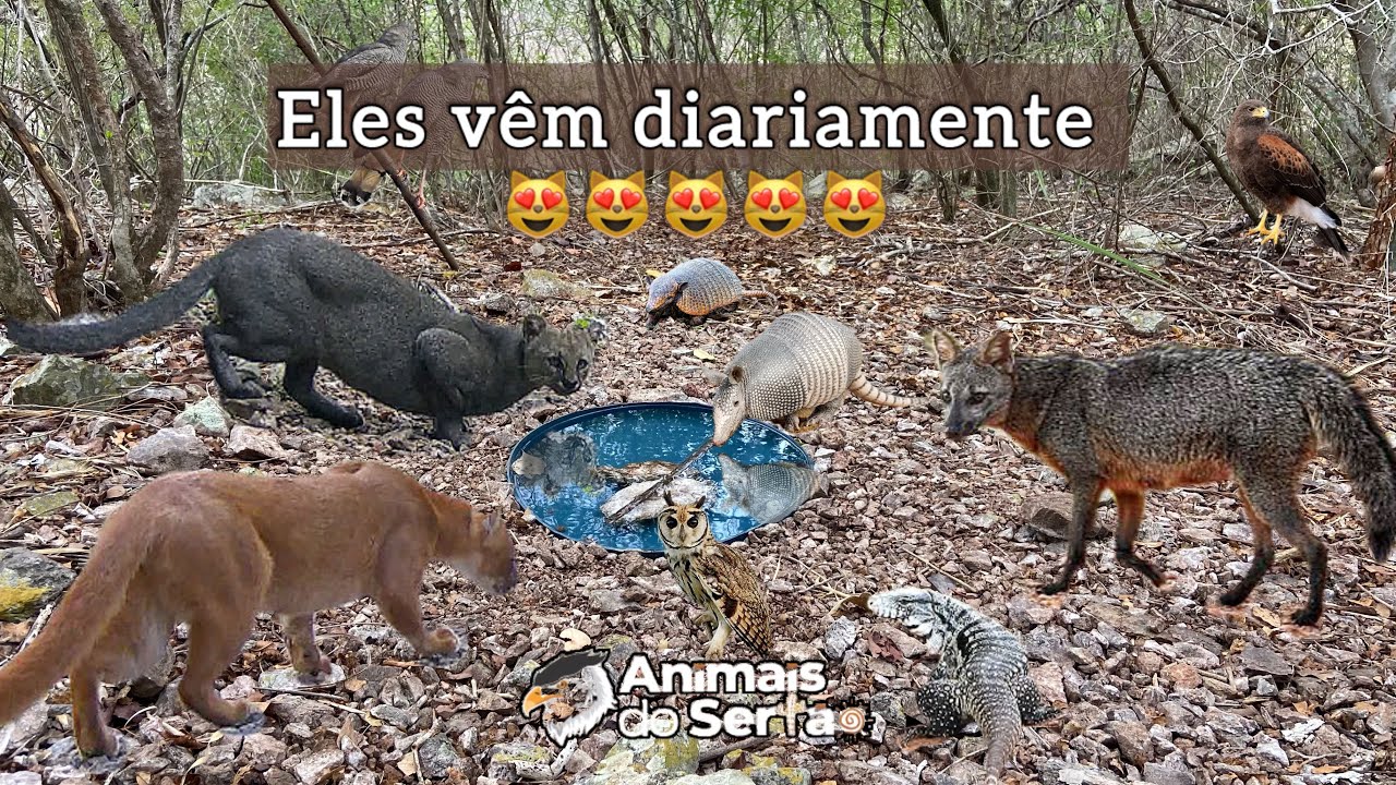 DIVERSAS ESPÉCIES DE MAMÍFEROS E AVES VISITARAM ESSE BEBEDOURO | FELINOS, RAPOSAS, CORUJAS, REPTEIS