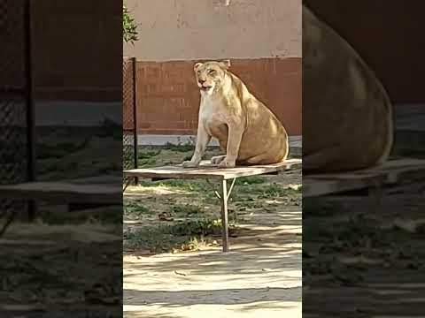 watching live lion#shorts #animals #emotional