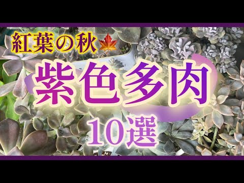 背の高い紫色の鐘 植物