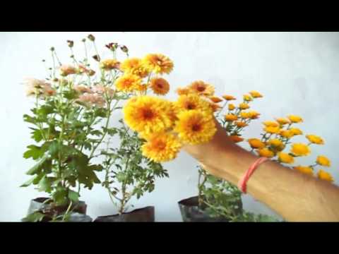 How to grow chrysanthemum plant