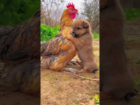 Friendship / puppy and chicken . A beautiful moment #191 - #shorts