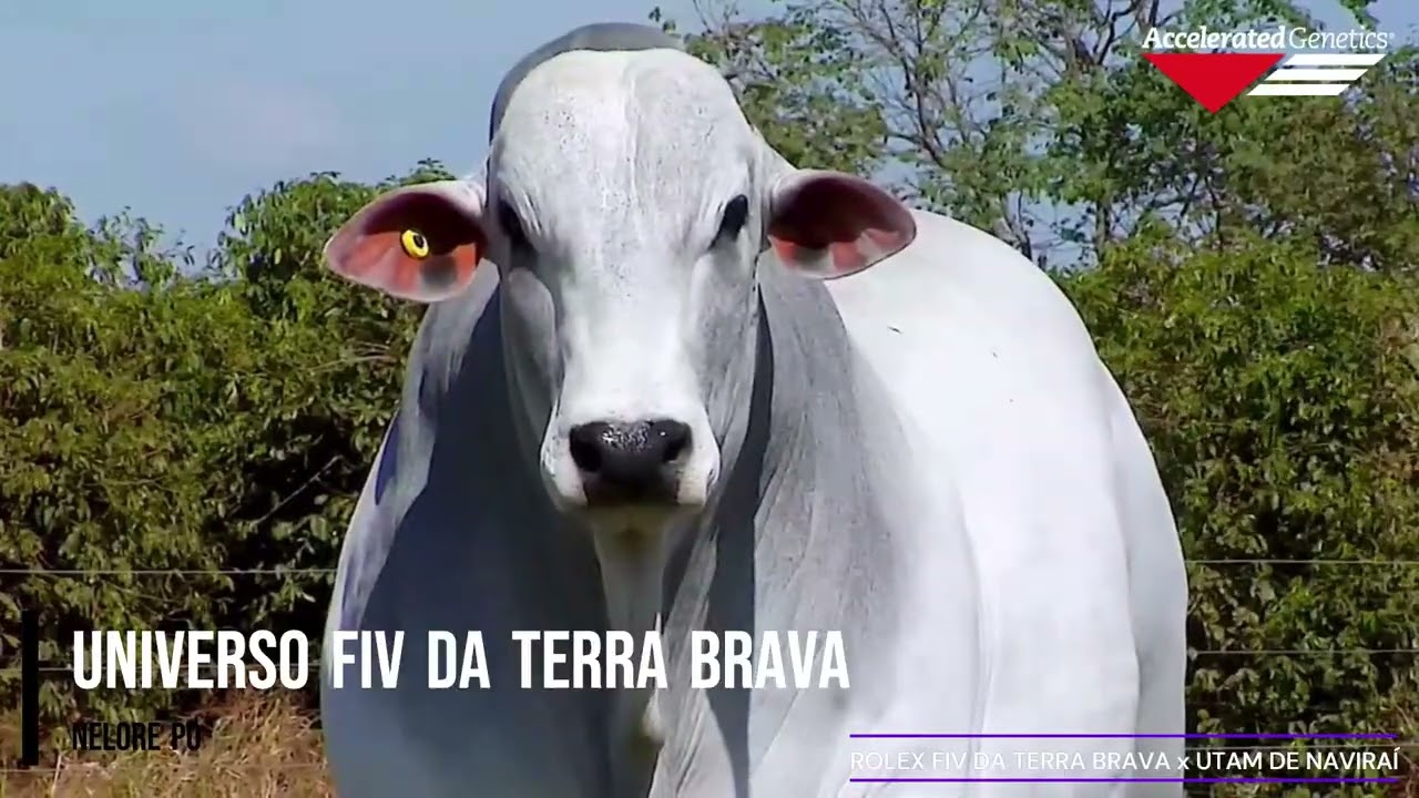 Vídeo UNIVERSO FIV DA TERRA BRAVA
