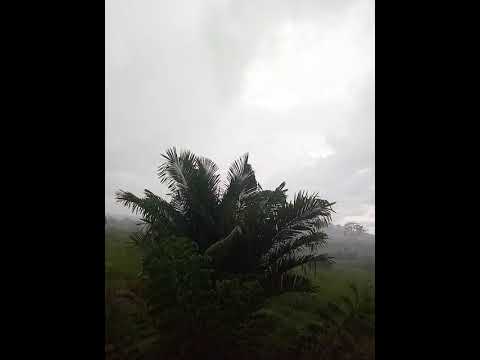 #lluvia🌧️🌧️ en Bella Flor Pando 🇧🇴