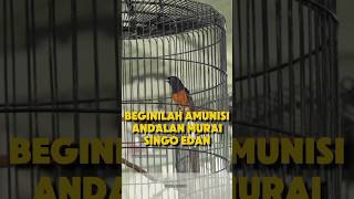 Download lagu Beginilah amunisi andalan murai Singo edan mp3