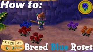 How to: Breed the BLUE Rose (ACNL)