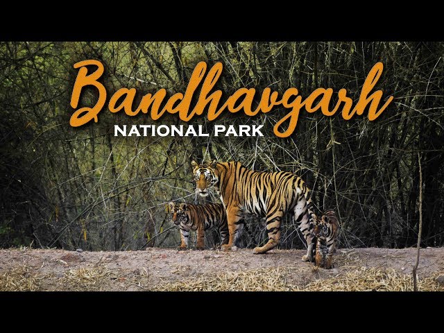 Video Pronunciation of Bandhavgarh in English