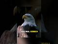 The Eagle Screech Is A Lie This Is What An Eagle Really Sounds Like ️