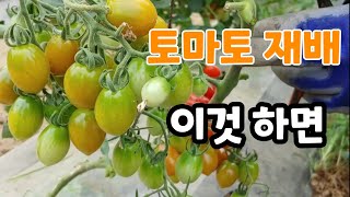 토마토 재배 이렇게 하면 주렁주렁