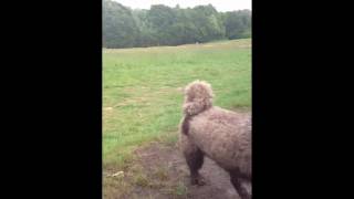 broadcast- ominous cloud. Fan video with dogs