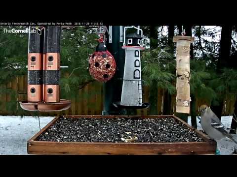 Pine Grosbeaks Calling in Ontario – Nov. 29, 2016