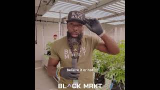 🌿 INSIDE THE MOTHER PLANT ROOM @ BLVCK MRKT GROW CAMPUS 🌿