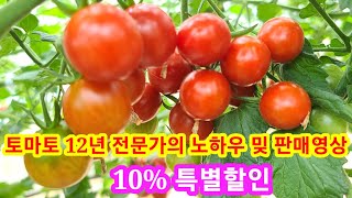12년 토마토 전문가의 재배 노하우 및 판매영상~ 토마토키우기,곁순제거,순지르기,적심