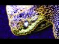 Hairy Bush Viper 