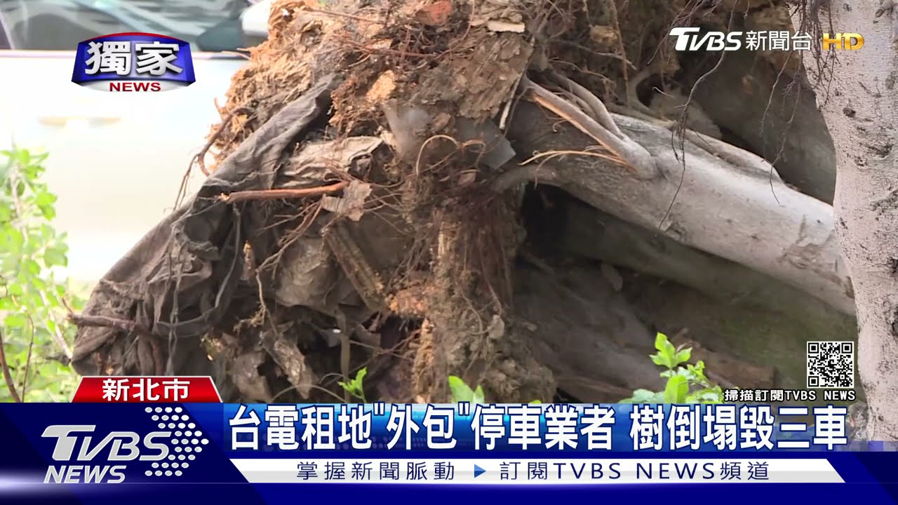 台電外包「停車場」大樹根部腐壞突倒毀三車　允諾賠償