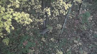 Oct. 26, 2020 Michigan Buck