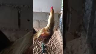 Download lagu Sebagian Ayam Mangon Milik MR KOWSEM FARM mp3 Download lagu Sebagian Ayam Mangon Milik MR KOWSEM FARM mp3