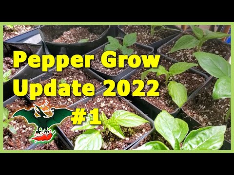 Pepper Grow Update #1 2022 - 03/10/22
