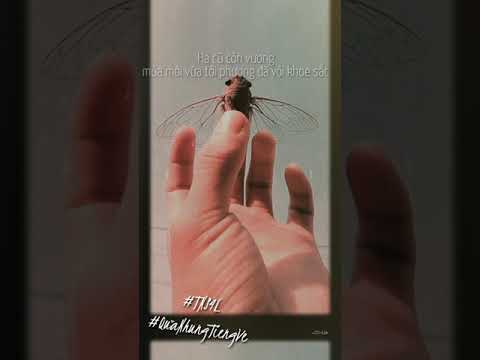 [Lyrics] Qua những tiếng ve - Tofu x Urabe x Xesi x VoVanDuc