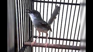 Download lagu Ciblek Gacor Suara Penuh Emosi Tembakan Full Power mp3