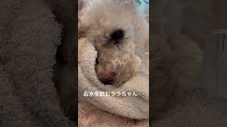 お水を飲むララちゃん #シニア犬との暮らし #トイプードル #元繁殖犬 #寝たきり #犬のいる生活 #老犬介護 #シニア犬 #ララちゃん #seniordog #shorts #保護犬
